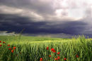 Barley storm