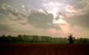 Potato field