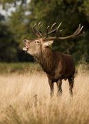 Red stag, cervus elephus