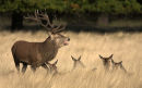 Red stag guarding his harem.