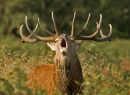 Red stag in your face.