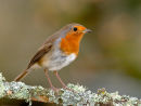 Robin