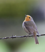 Robin on a wire