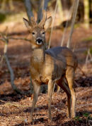 Roe buck