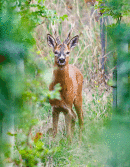 Roe buck