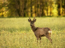 Roe buck in a meadow of spring flowers.