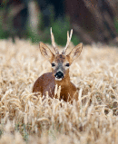 Buck in corn