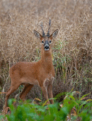 Roe buck.
