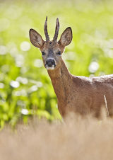 Roe buck3482