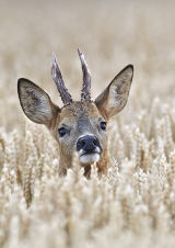 Roe buck3618