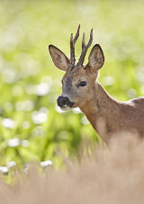 Roe buck 3480
