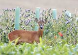 Roe buck, Capreolus capreolus