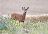 Roe buck, Capreolus capreolus