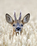 Roe buck in wheat