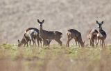 Roe deer on alert 1354