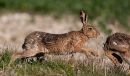 Brown Hare (Lepus capensis)