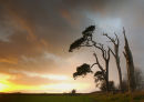 Sunset over the old pines