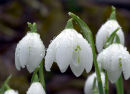 Snowdrops