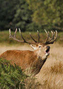 Roaring from the bracken.