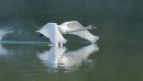 Swan lifting off