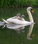 Swan and cygnets