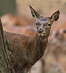 Curious hind