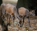 Red deer hinds feeding.