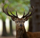 Red stag.