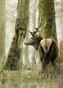 Alert woodland stag