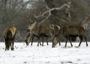Red stags feeding in the snow.