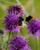 Bees on scabious