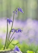 Bluebells