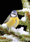 Blue tit