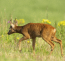 Roe buck sneaking away.