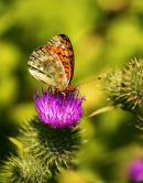 Dark Green Fritillary (Mesoacidalia aglaia)