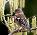 Chaffinch