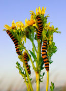 Cinnabar caterpillars