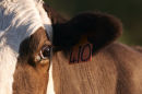 Cow Number 410