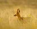 Roe buck at dawn