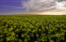 Rape field at dawn
