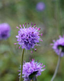 Devils bit scabious