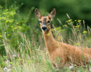 Curious Doe