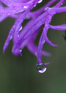 Droplet on Knapweed
