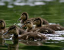 Ducklings