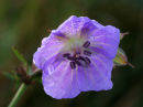 Geranium