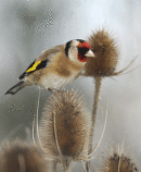 Goldfinch