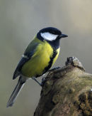 Great Tit