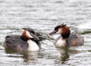 Crested Grebes