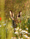 Brown Hare (Lepus capensis)