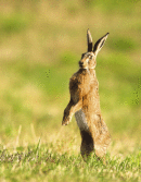 Brown Hare (Lepus capensis)